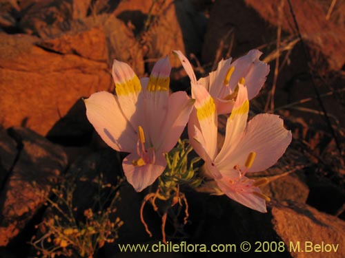 Alstroemeria leporina的照片