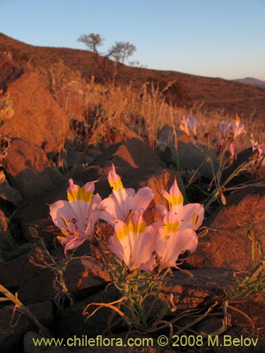 Image of Alstroemeria leporina (). Click to enlarge parts of image.