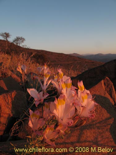 Bild von Alstroemeria leporina (). Klicken Sie, um den Ausschnitt zu vergrössern.