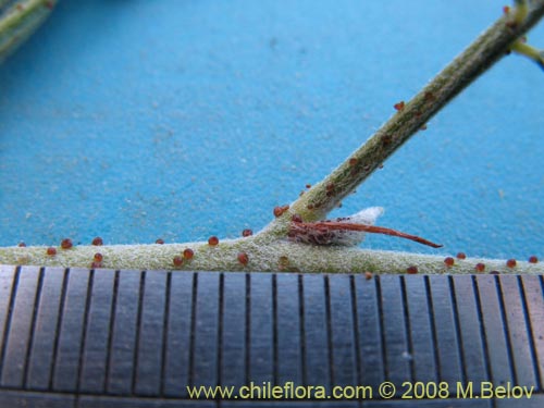 Bild von Errazurizia multifoliolata (Flor de la vela). Klicken Sie, um den Ausschnitt zu vergrössern.