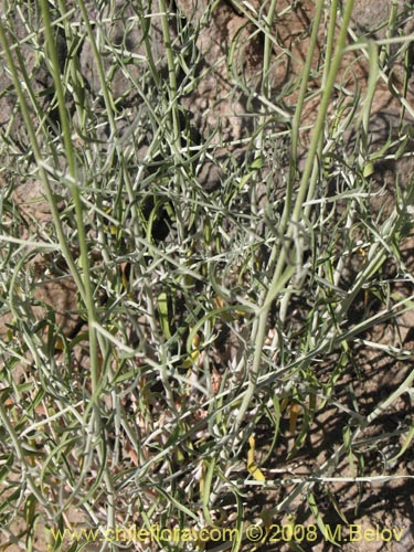 Pteromonnina linearifoliaの写真