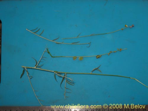 Pteromonnina linearifolia의 사진