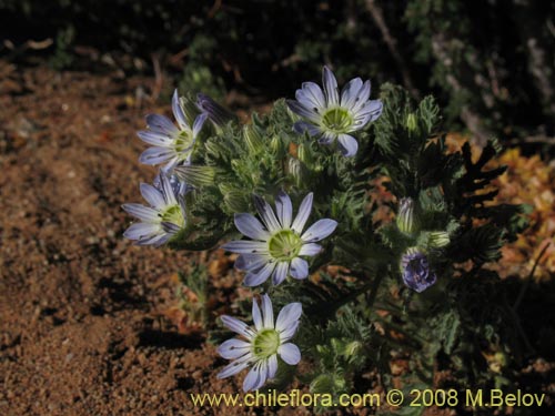 Malesherbia sp.  #Z 8084의 사진