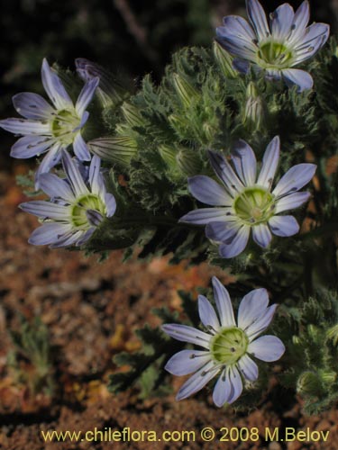 Bild von Malesherbia sp.  #Z 8084 (). Klicken Sie, um den Ausschnitt zu vergrössern.