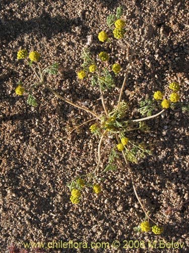 Apiaceae sp. #1354의 사진