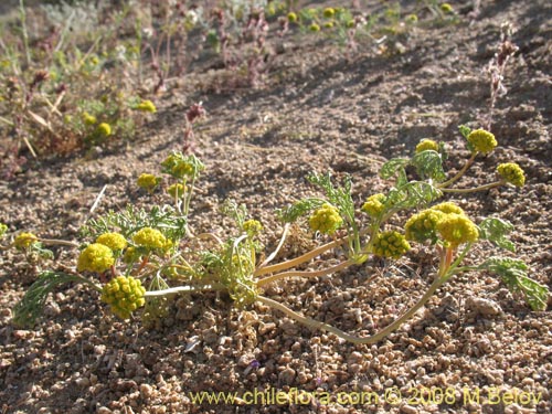 Apiaceae sp. #1354의 사진