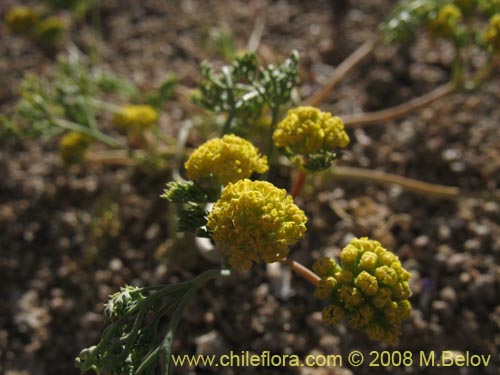 Apiaceae sp. #1354の写真