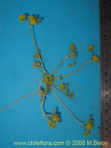 Apiaceae sp. #1354의 사진