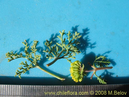 Imágen de Apiaceae sp. #1354 (). Haga un clic para aumentar parte de imágen.