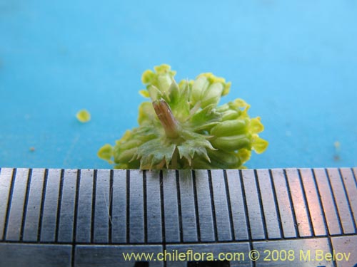 Apiaceae sp. #1354の写真