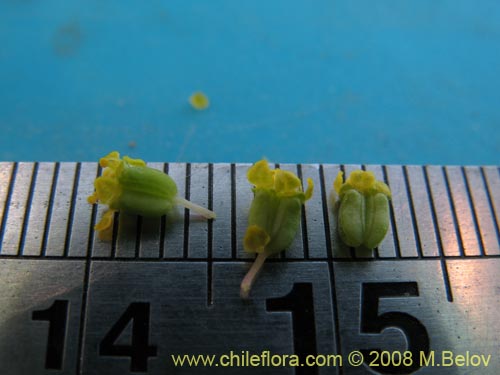 Bild von Apiaceae sp. #1354 (). Klicken Sie, um den Ausschnitt zu vergrössern.