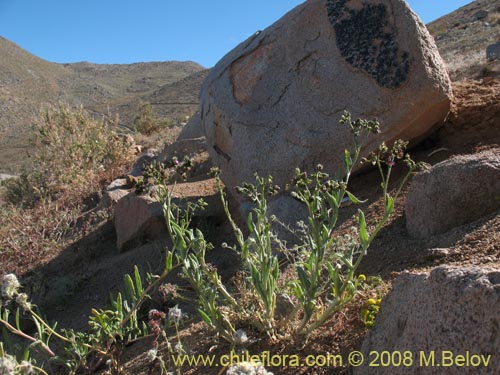 Image of Cistanthe sp. #1247 (). Click to enlarge parts of image.