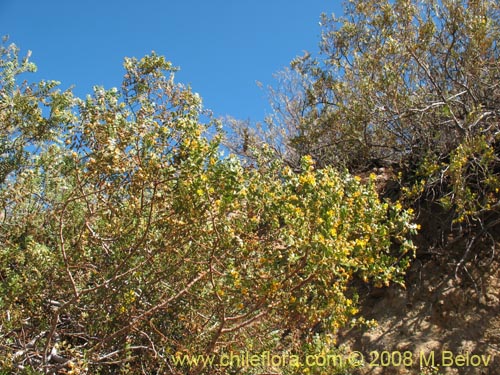 Image of Larrea nitida (Jarrilla). Click to enlarge parts of image.