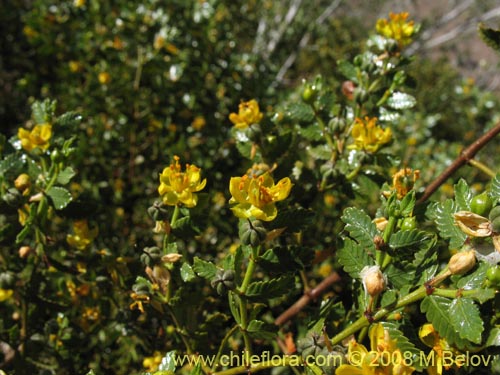 Bild von Larrea nitida (Jarrilla). Klicken Sie, um den Ausschnitt zu vergrössern.