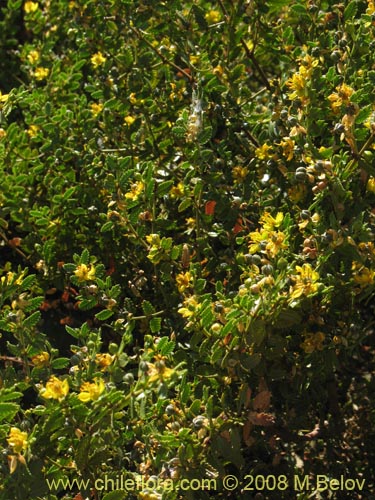 Image of Larrea nitida (Jarrilla). Click to enlarge parts of image.