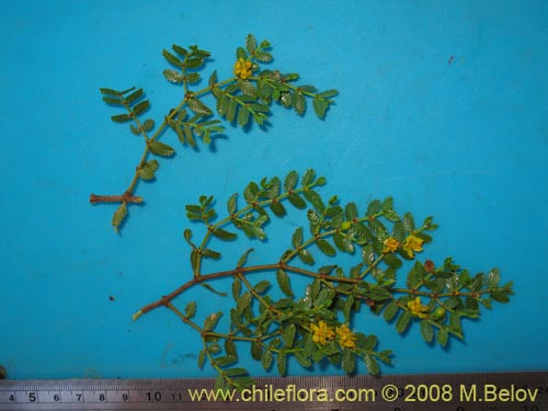 Image of Larrea nitida (Jarrilla). Click to enlarge parts of image.