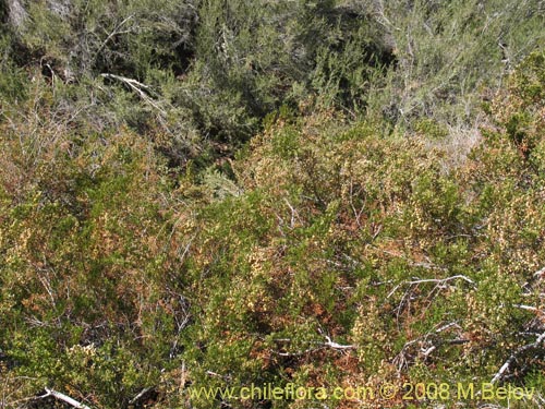 Bild von Larrea nitida (Jarrilla). Klicken Sie, um den Ausschnitt zu vergrössern.