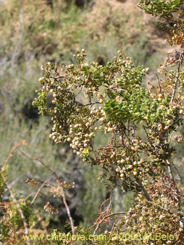 Image of Larrea nitida (Jarrilla). Click to enlarge parts of image.