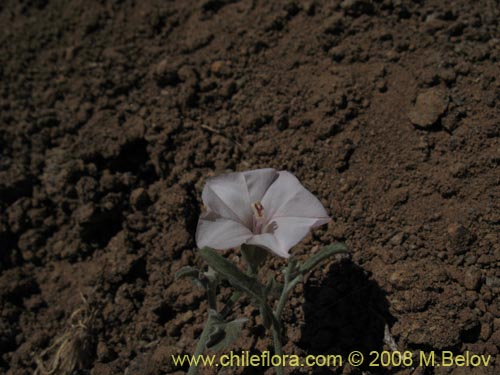 Image of Convolvulus sp.   #1810 (). Click to enlarge parts of image.