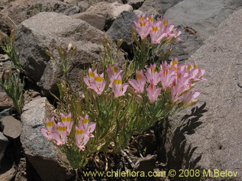 Image of Alstroemeria leporina (). Click to enlarge parts of image.