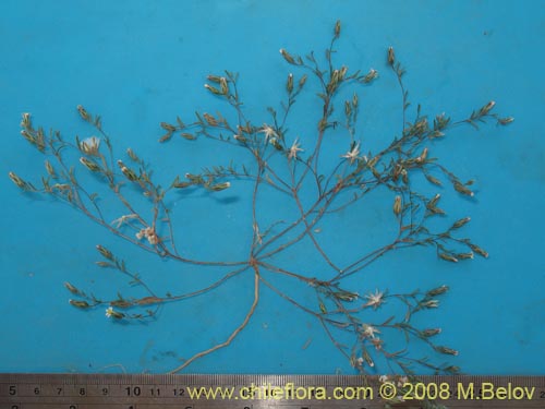 Image of Chaetanthera microphylla var. albiflora (). Click to enlarge parts of image.