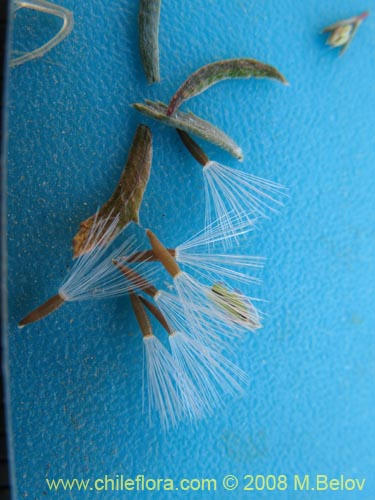 Bild von Chaetanthera microphylla var. albiflora (). Klicken Sie, um den Ausschnitt zu vergrössern.