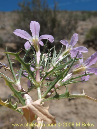 Фотография Cyphocarpus rigescens (). Щелкните, чтобы увеличить вырез.