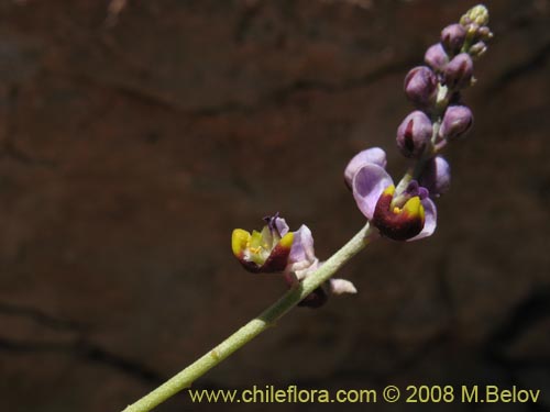 Imágen de Pteromonnina linearifolia (). Haga un clic para aumentar parte de imágen.