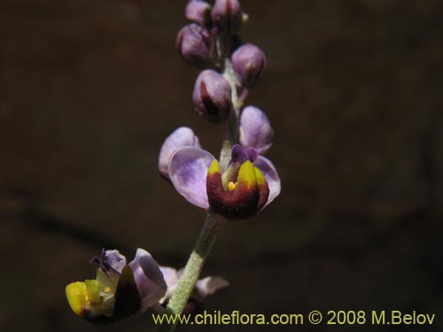 Bild von Pteromonnina linearifolia (). Klicken Sie, um den Ausschnitt zu vergrössern.