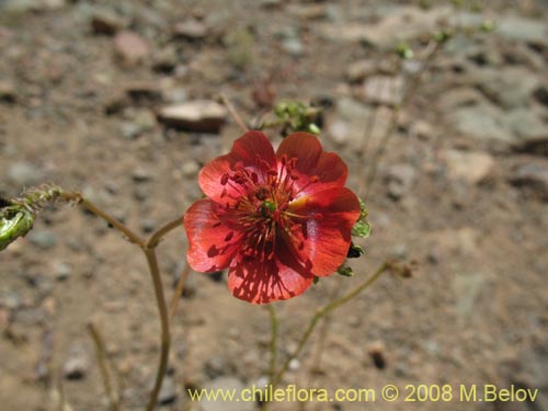 Portulacaceae sp. #1911の写真