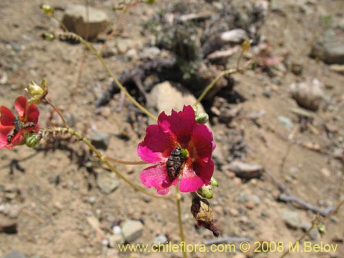 Portulacaceae sp. #1911的照片