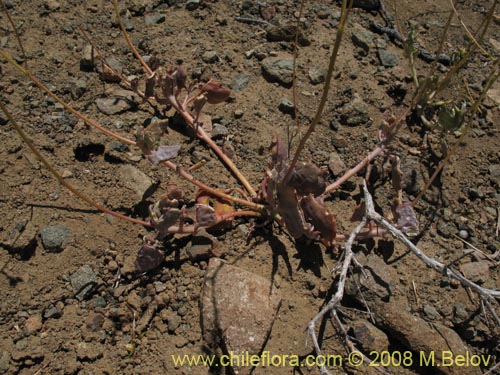 Imágen de Portulacaceae sp. #1911 (). Haga un clic para aumentar parte de imágen.