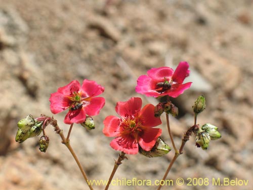 Portulacaceae sp. #1911的照片