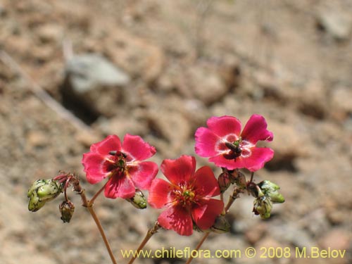 Portulacaceae sp. #1911的照片