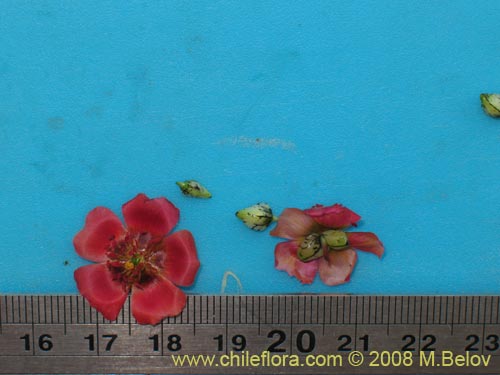 Image of Portulacaceae sp. #1911 (). Click to enlarge parts of image.