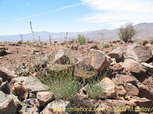 Imágen de Pteromonnina linearifolia (). Haga un clic para aumentar parte de imágen.