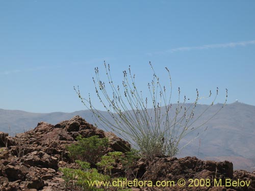 Imágen de Pteromonnina linearifolia (). Haga un clic para aumentar parte de imágen.