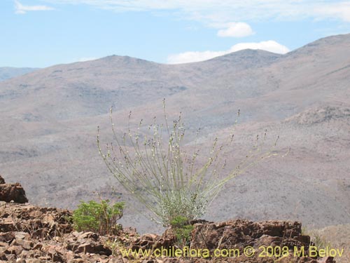 Imágen de Pteromonnina linearifolia (). Haga un clic para aumentar parte de imágen.