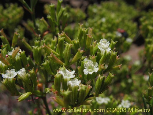 Image of Lastarriaea chilensis (). Click to enlarge parts of image.