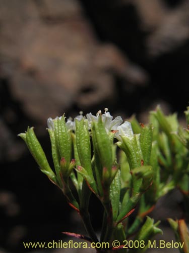 Image of Lastarriaea chilensis (). Click to enlarge parts of image.