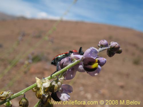 Image of Pteromonnina linearifolia (). Click to enlarge parts of image.