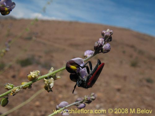 Imágen de Pteromonnina linearifolia (). Haga un clic para aumentar parte de imágen.