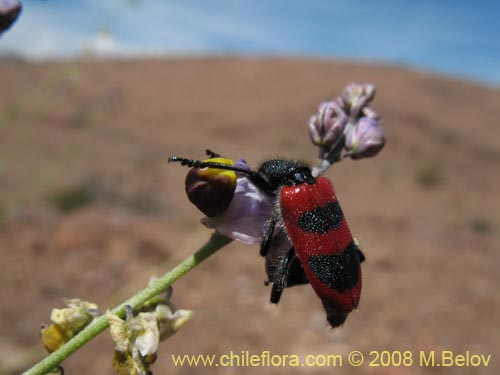 Pteromonnina linearifolia的照片