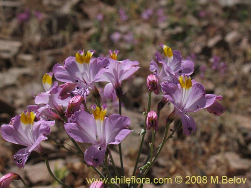 Image of Alstroemeria schizanthoides var. schizanthoides (). Click to enlarge parts of image.