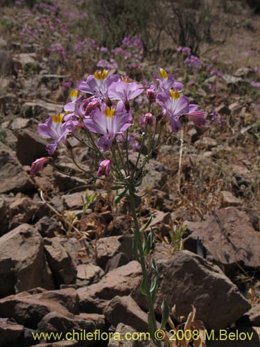 Фотография Alstroemeria schizanthoides var. schizanthoides (). Щелкните, чтобы увеличить вырез.