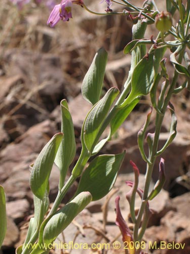 Фотография Alstroemeria schizanthoides var. schizanthoides (). Щелкните, чтобы увеличить вырез.