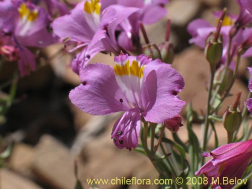 Фотография Alstroemeria schizanthoides var. schizanthoides (). Щелкните, чтобы увеличить вырез.