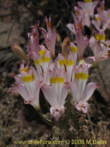 Imágen de Alstroemeria leporina (). Haga un clic para aumentar parte de imágen.