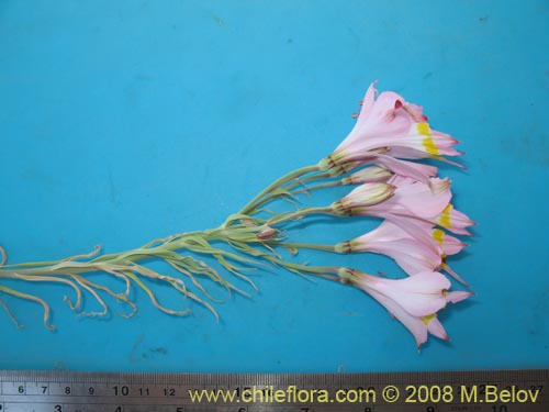 Image of Alstroemeria leporina (). Click to enlarge parts of image.