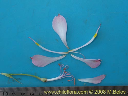 Image of Alstroemeria leporina (). Click to enlarge parts of image.